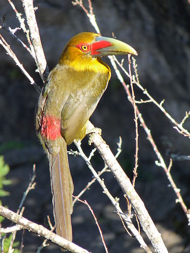 Saffron toucanet